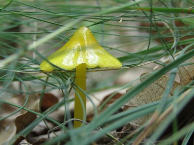 Kabar Terbaru dari Hibah Strategi Gerakan